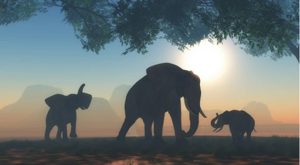 elephants picture